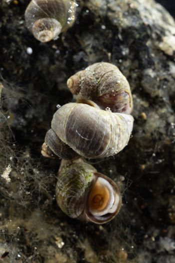 Media type: image;   Malacology 413373 Description: Live specimen image, in situ.;